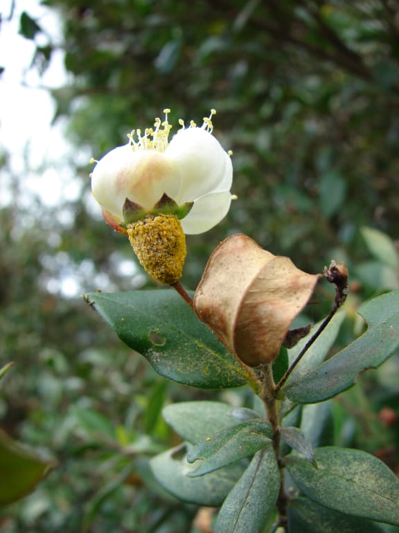 Common myrtle infected with myrtle rust, on Maui, Hawaii.