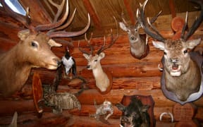 The Kahutara Taxidermy Gallery collection