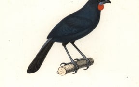 South Island kokako, Callaeas cinereus (extinct) and bell miner, Manorina melanophrys. Handcoloured copperplate engraving from Rene Primevere Lesson's Complements de Buffon, Pourrat Freres, Paris, 1838.