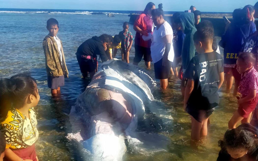 Mangaia residents inspect a dead baby whale that washed up on the harbour on 11 August 2023.