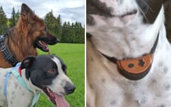 Shontelle Castledine was ordered to place anti-barking collars on her dogs, Karma (top) and Zeus.