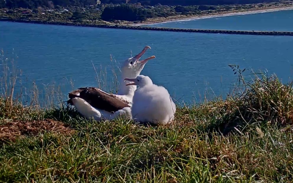 The family on Tairoa Head, Dunedin.