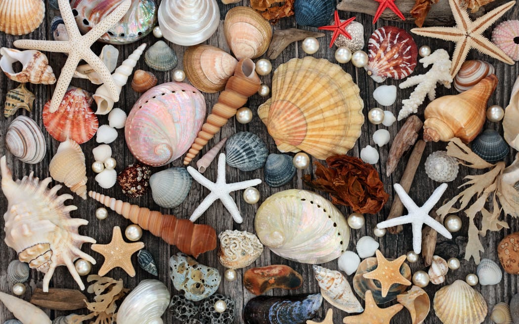 Seashell, driftwood, pebble and seaweed abstract background on rustic wood.