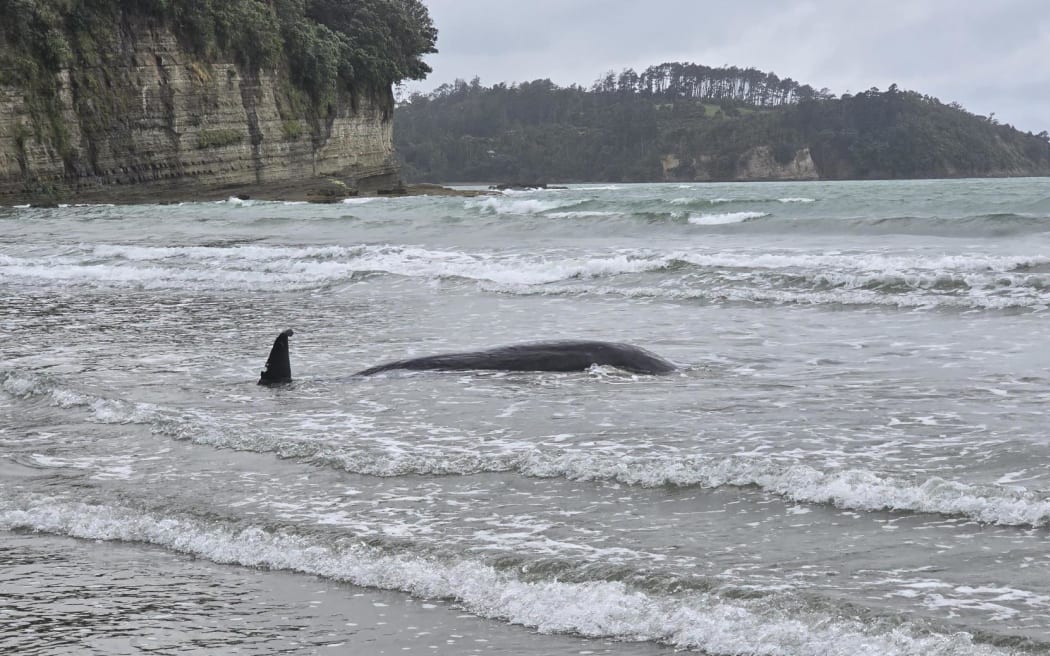 A whale washed up on Orewa Beach on Wednesday, 26 November 2025.