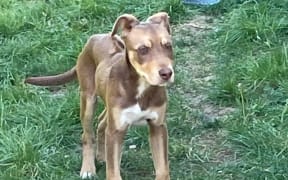 An Onehunga resident says he has complained to Kāinga Ora for years about neglected and abused dogs at its properties which he lives close to. May 2025