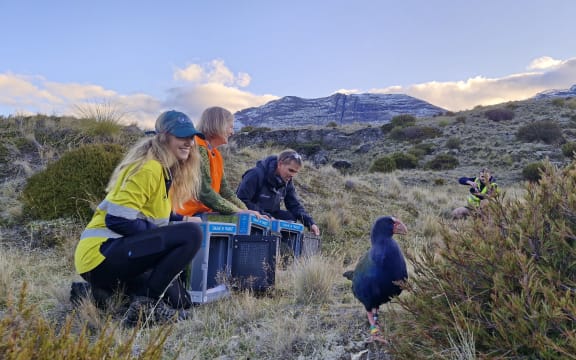 Three people crouched in a shrubby tussockland next to meshed boxes with doors open, smiling as large blue birds with red beaks walk out of the boxes into the surroundings.