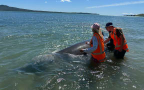 Project Jonah marine mammal medics and Department of Conservation staff respond to a Beaked whale stranded in St Heliers.