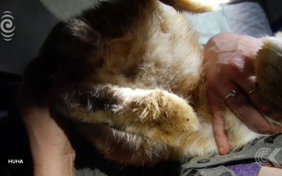 75 neglected rabbits rescued   calls for tighter regulations