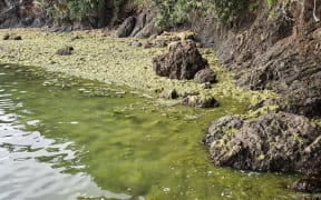 Invasive seaweed caulerpa washed up after Cyclone Tam
