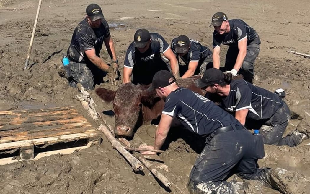 A cow trapped in silt was spotted and freed by crew from the HMNZS Te Mana, near the Tutaekuri River in Napier.