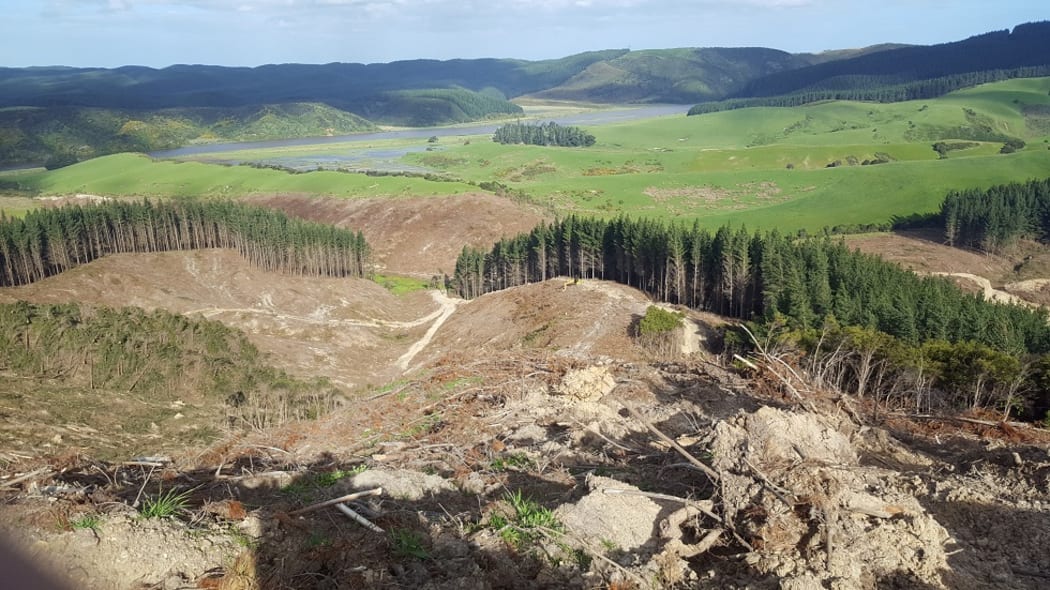 NZ falcons do well when forestry blocks are a mosaic of different aged trees.