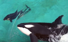 Wikie swimmng with her calf at Marineland park in Antibes.