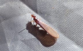 NZ dry wood termite