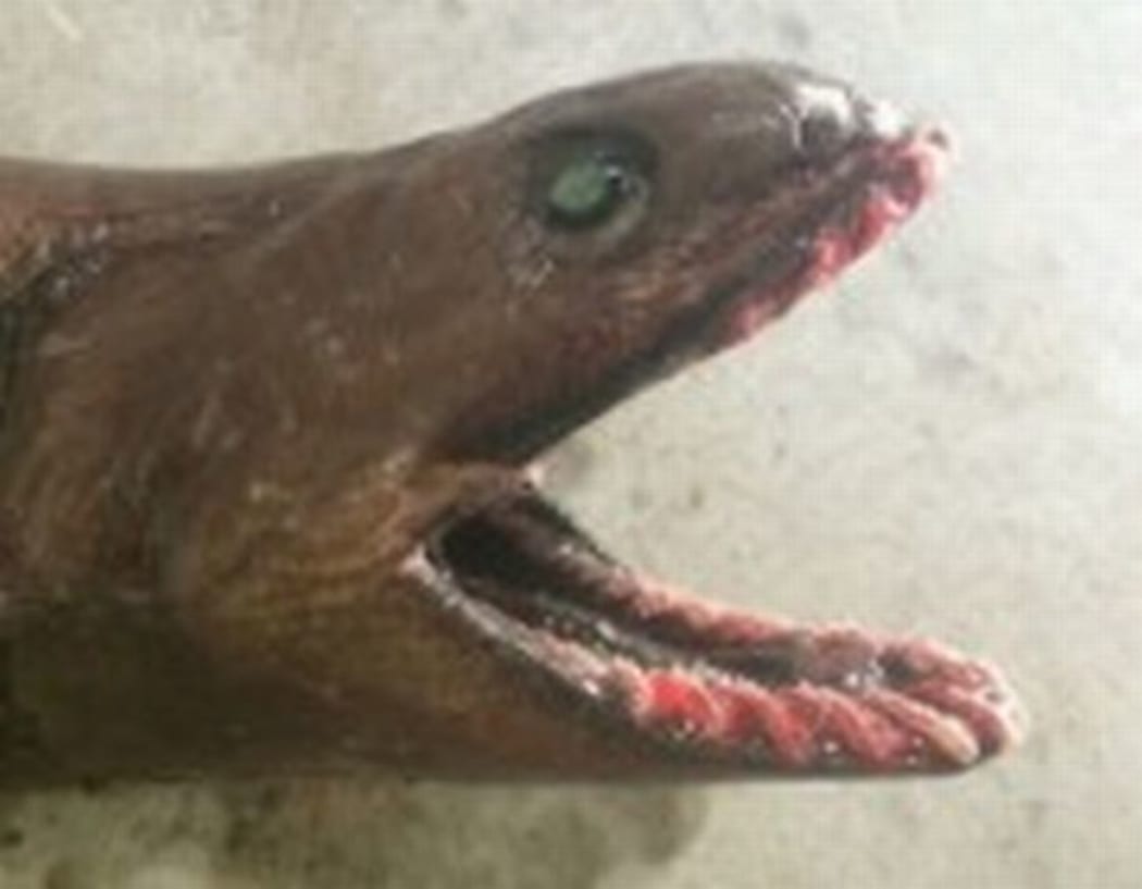 The frilled shark's ancestry dates back 80 million years.