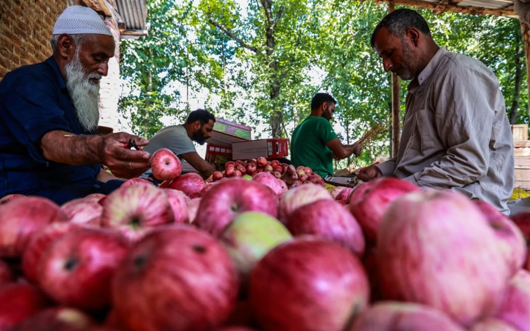 Kashmiri farmers are sorting and packing apples after harvesting them from their orchards before selling them at a local market in Sopore, Jammu and Kashmir, India, on August 5, 2024. (Photo by Nasir Kachroo/NurPhoto) (Photo by Nasir Kachroo / NurPhoto / NurPhoto via AFP)