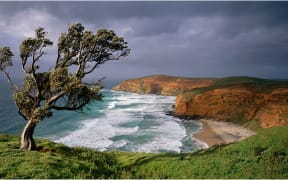 Windswept tree on a grassy hill above a windswept beach at Kahunene. Chatham Islands. 873 km. east of New Zealand.