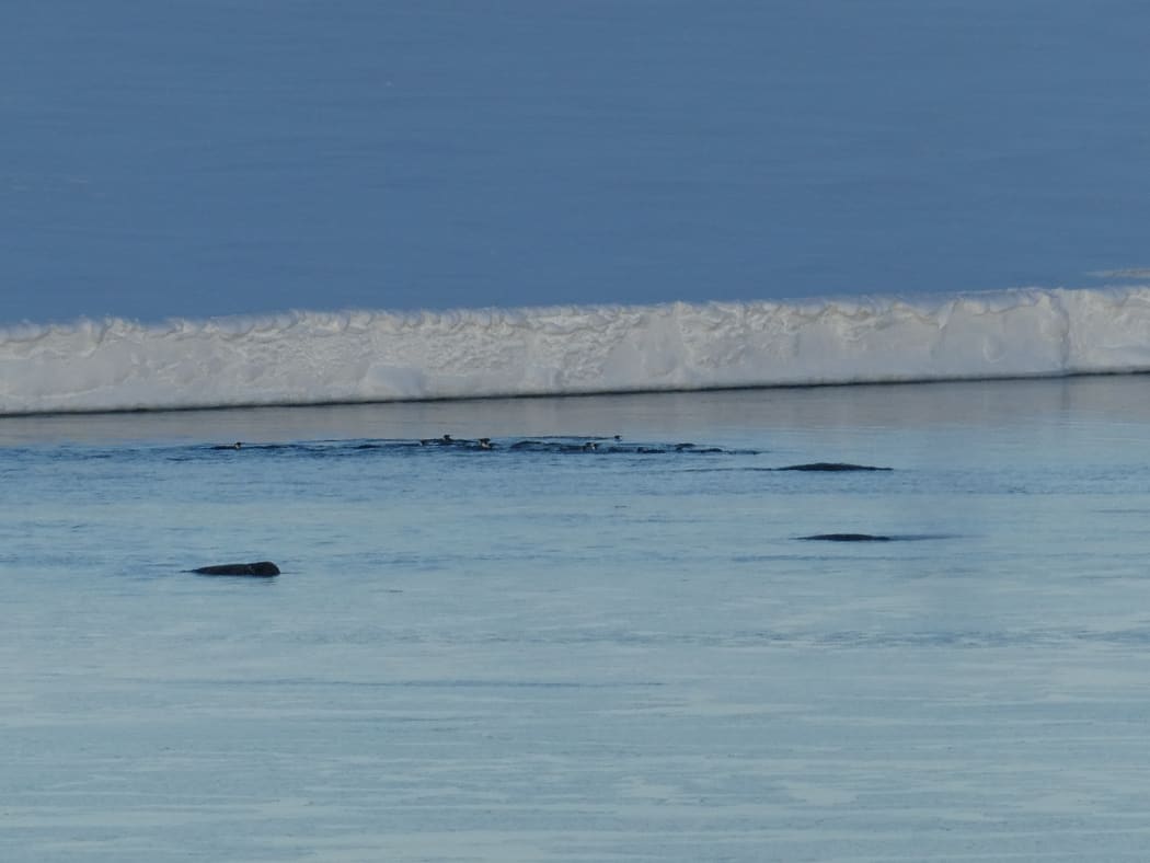 Arnoux's beaked whales with Emperor penguins.