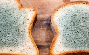 Mould growing rapidly on mouldy bread in green and white spores