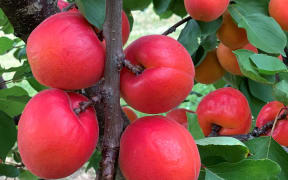 One of the new apricot cultivars developed by Plant and Food Research and the summerfruit industry.