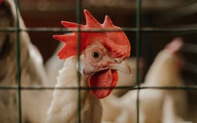 A chicken.