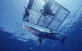 Blue Shark (Prionace glauca) an open ocean predator, swimming near a diver in cage in California.