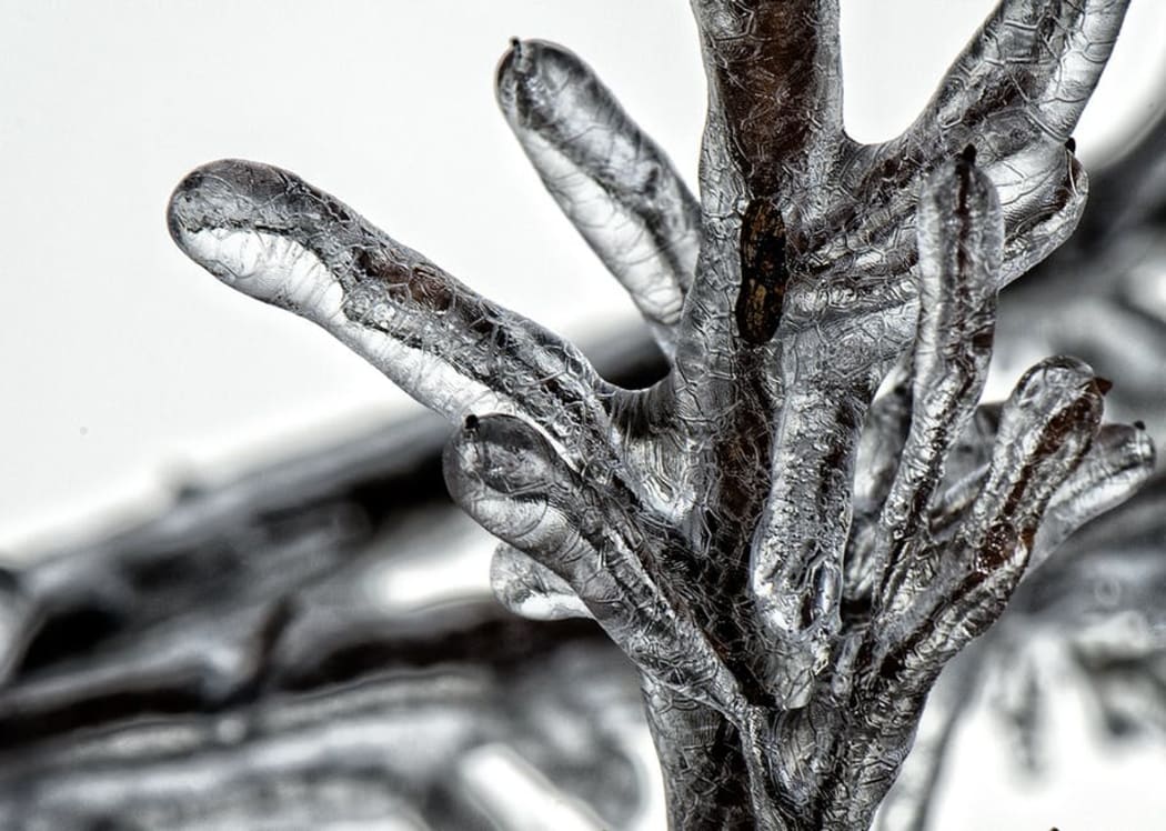 Icy Tree