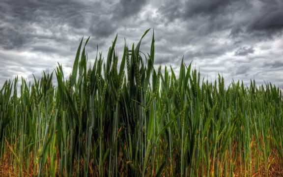 wheat crop