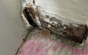 Mould in Lexi Muir's rental