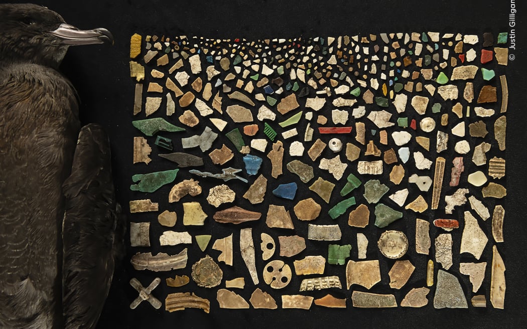 A mosaic from the 403 pieces of plastic found inside the digestive tract of a dead flesh-footed shearwater.