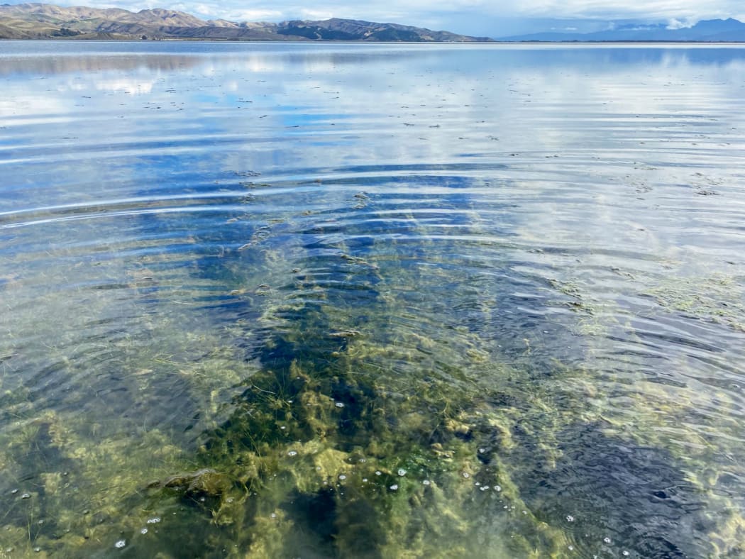 Ruppia - also known as horse's mane weed - has been rediscovered in the Wairau Lagoon, south-east of Blenheim, after almost 40 years.