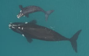 Mother and calf southern right whales, photographed from a research drone at the Auckland Islands breeding grounds.