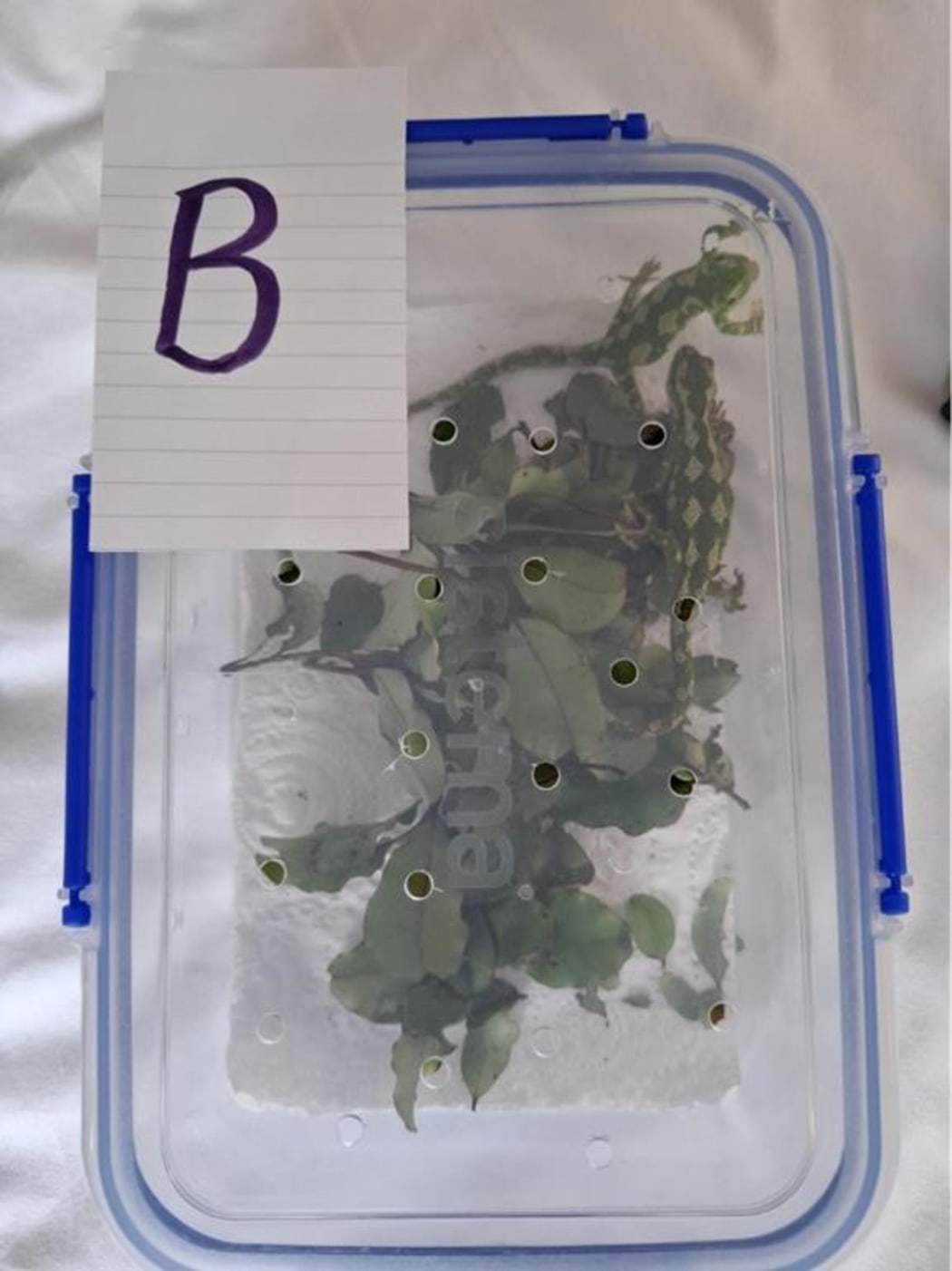 Two jewelled gecko used in the undercover operation. Supplied by DOC