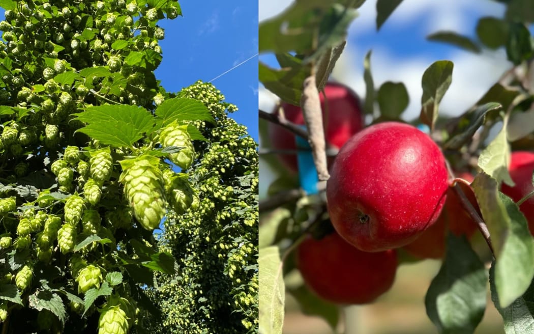 Horticulture companies moving production to Canterbury RNZ News