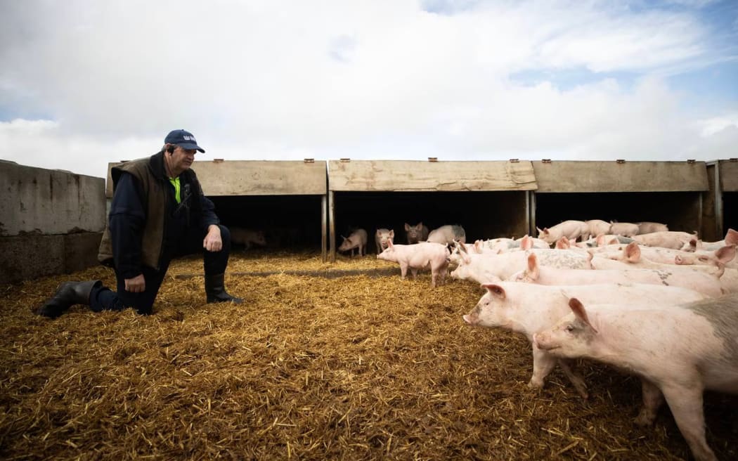 Christchurch Men's Prison has one of the largest pig farms in New Zealand.