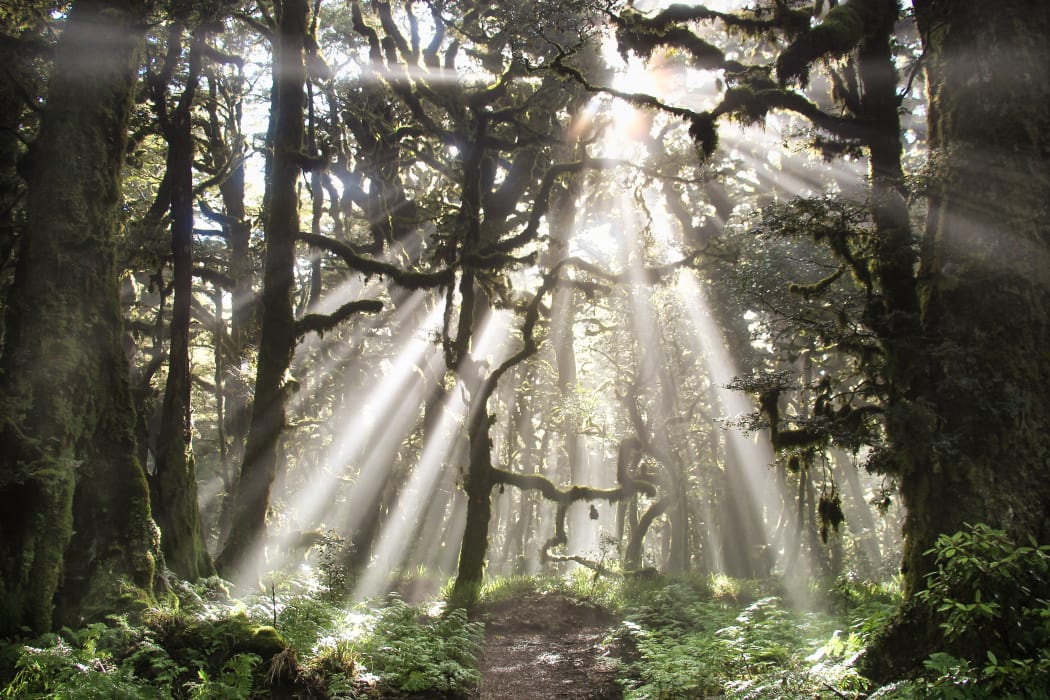 A trail near Lake Waikaremoana, Te Urewera, New Zealand.