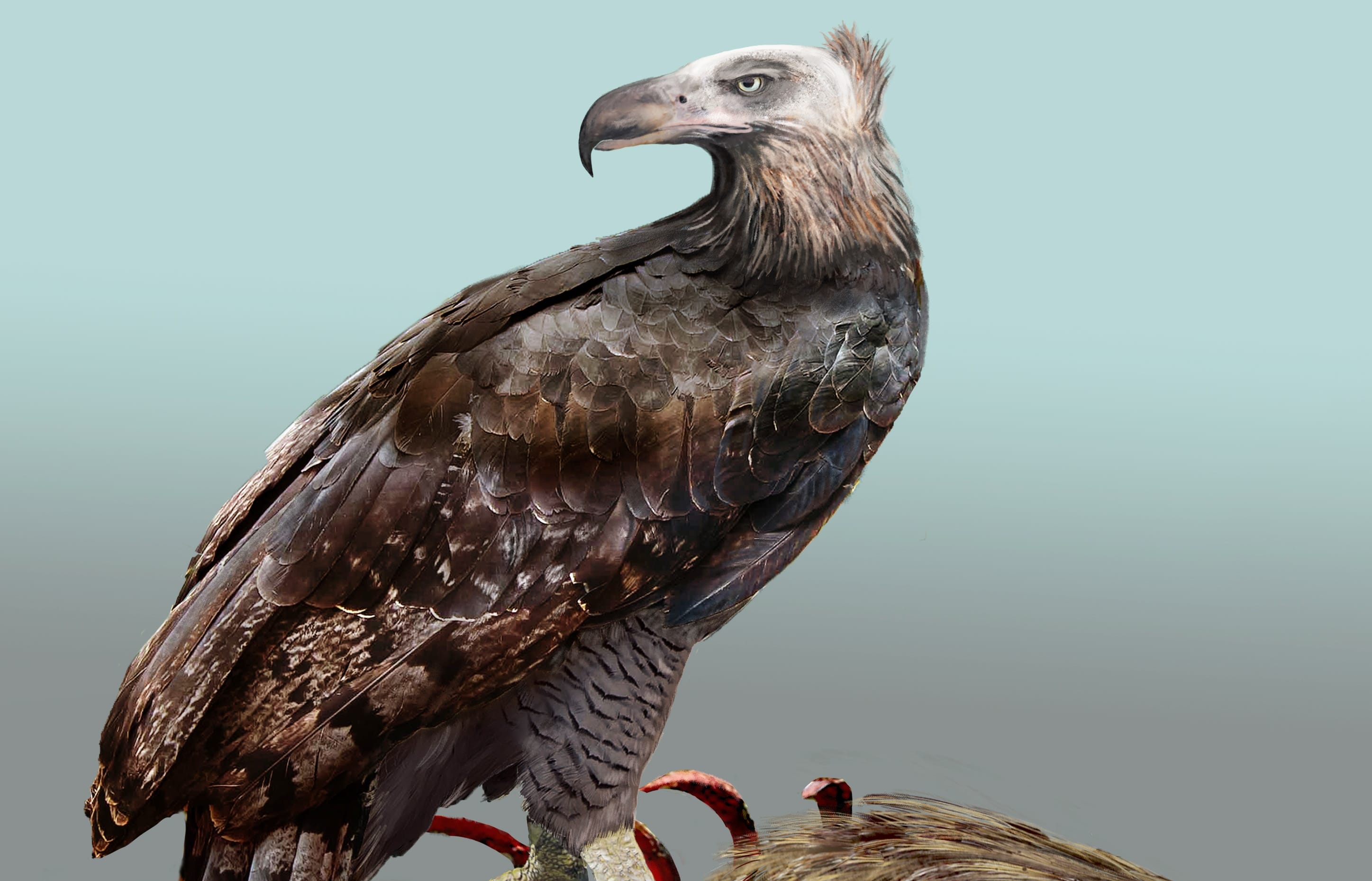 Artist’s impression of Haast’s Eagle.