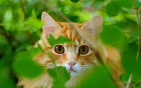 A cat in the bush