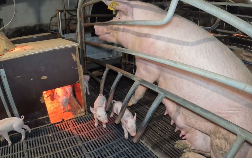 A farrowing sow at a South Taranaki piggery with its piglets near their warmed house.