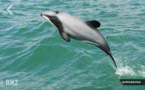 Total set net fishing ban on cards