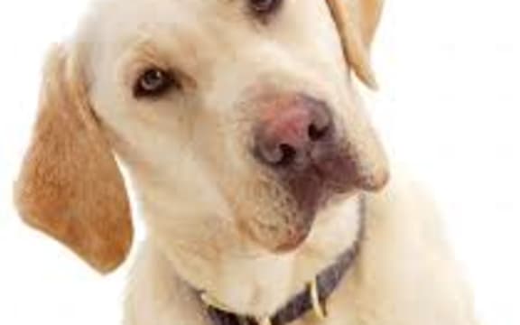 Guide dog