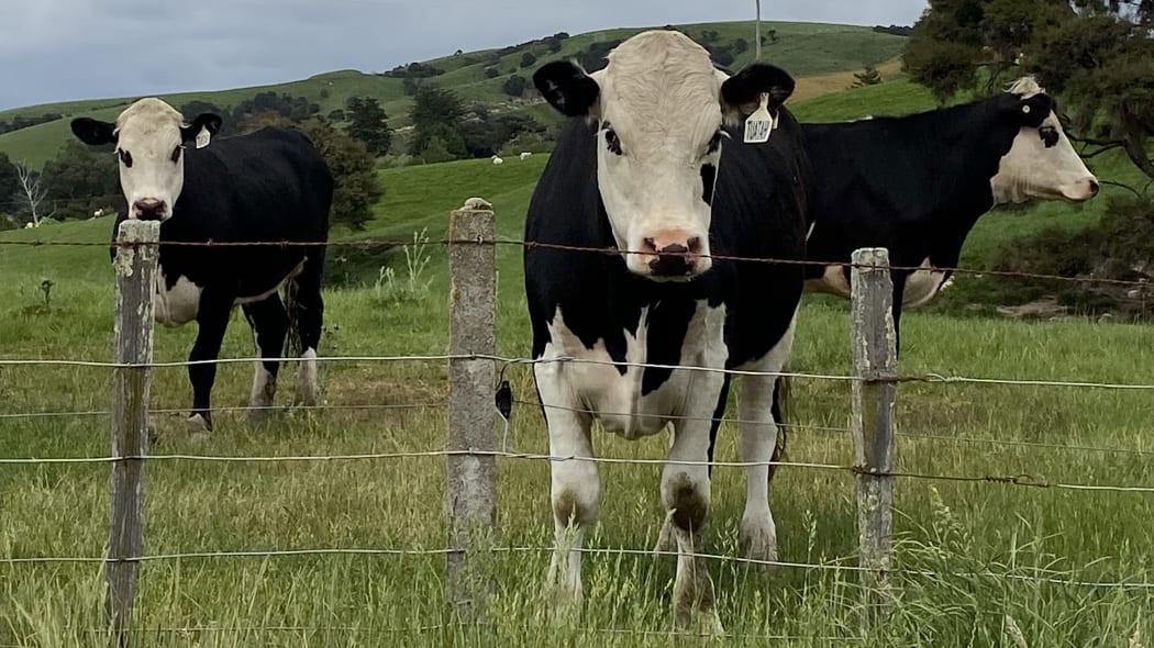 Cows in a paddock.