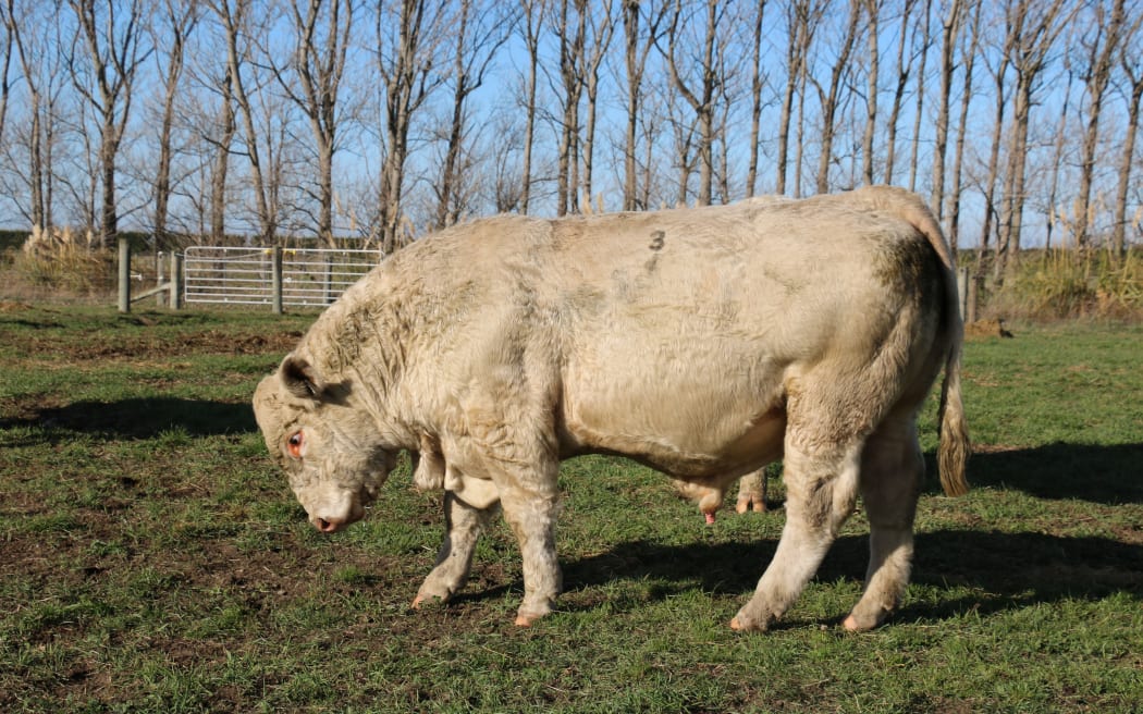 Silverstream Bull sale