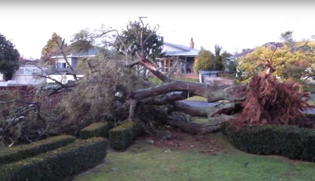 A mini tornado that ripped through the Ritsema's property uprooted this kowhai tree.
