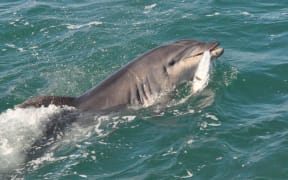Bottlenose dolphin