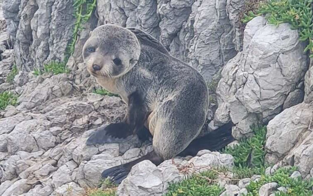 An emaciated seal pup that was found dead days later.