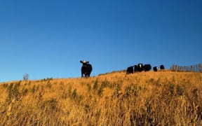 dry cows hawkes bay