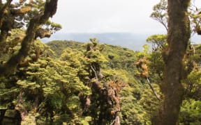 Panoramic view of Te Urewera National Park, New Zealand.