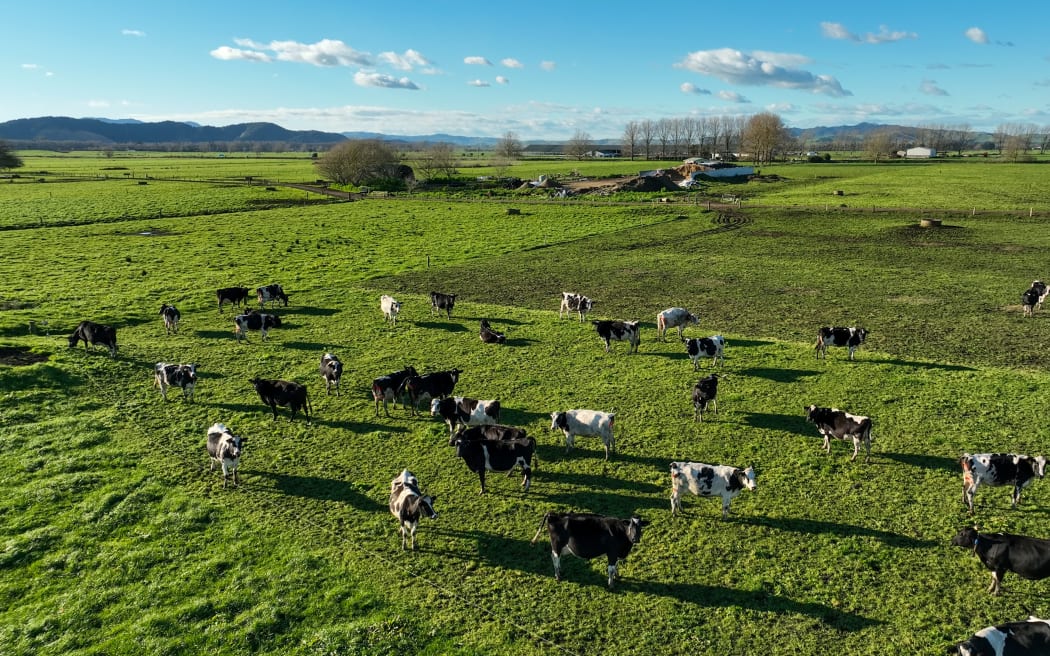 Kiwi Indians have played a leading role in making Waikato the country’s dairy production powerhouse since the 1960s.