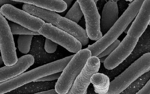 Escherichia coli, one of the many species of bacteria present in the human gut