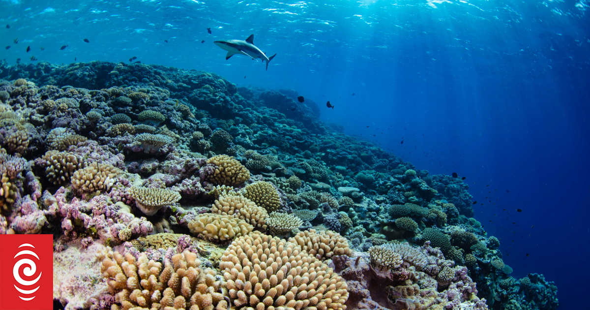 Safeguarding reefs: Marshall Islands establishes 48,000 sq kilometres marine protected area